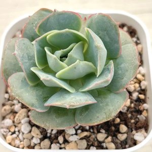 画像1: ●多肉植物 エケベリア クロアチアローズ 2.5寸苗