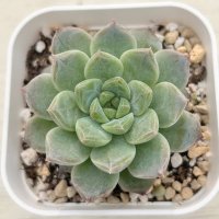 ●多肉植物 エケベリア ピンクサクラ 2.5寸苗