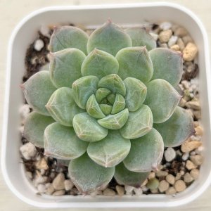 画像1: ●多肉植物 エケベリア ピンクサクラ 2.5寸苗