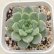 画像1: ●多肉植物 エケベリア ピンクサクラ 2.5寸苗 (1)