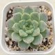 ●多肉植物 エケベリア ピンクサクラ 2.5寸苗