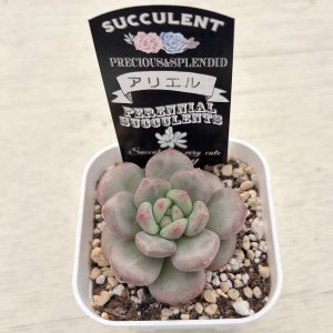 画像2: ●多肉植物 エケベリア アリエル 2.5寸苗