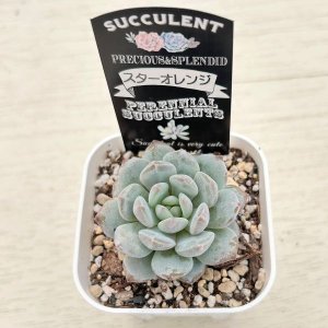 画像2: ●多肉植物 エケベリア スターオレンジ 2.5寸苗