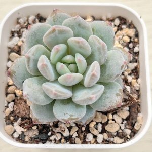 画像1: ●多肉植物 エケベリア スターオレンジ 2.5寸苗