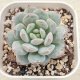 ●多肉植物 エケベリア スターオレンジ 2.5寸苗
