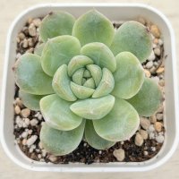 ●多肉植物 エケベリア イリュージョンバブル 2.5寸苗