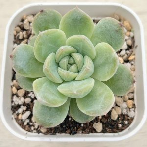 画像1: ●多肉植物 エケベリア イリュージョンバブル 2.5寸苗