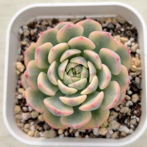 画像1: ●多肉植物 エケベリア ブルーミニマ錦 2.5寸苗