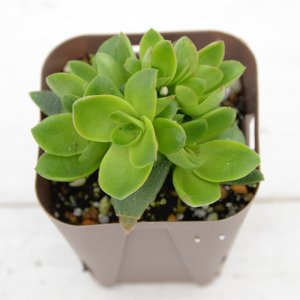 画像2: 多肉植物 クラッスラ 火祭り 2.5寸苗