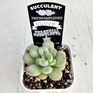 画像2: ●多肉植物 エケベリア ビルゲイツ 2.5寸苗