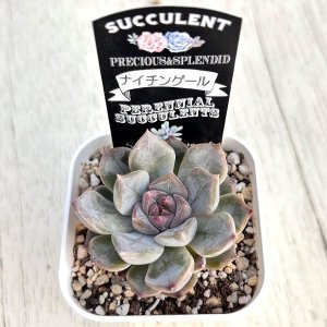 画像2: ●多肉植物 エケベリア ナイチンゲール 2.5寸苗