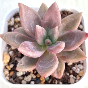 画像1: ●多肉植物 エケベリア ピーチガーデン 2.5寸苗