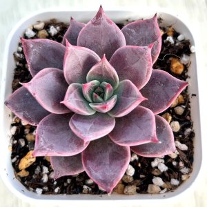 画像1: ●多肉植物 エケベリア ミア 2.5寸苗 C4016