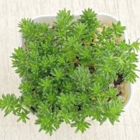 多肉植物 セダム モリムラ万年草 2.5寸苗