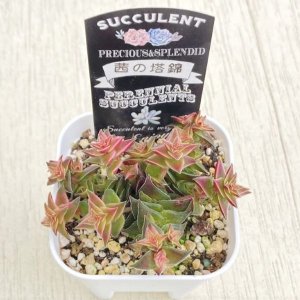 画像2: ●多肉植物 クラッスラ 茜の塔錦 2.5寸苗