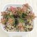 画像1: ●多肉植物 クラッスラ 茜の塔錦 2.5寸苗 (1)