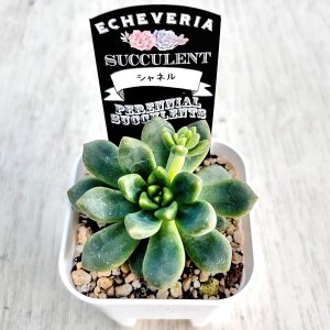 画像2: 多肉植物 エケベリア シャネル 2.5寸苗 J6030