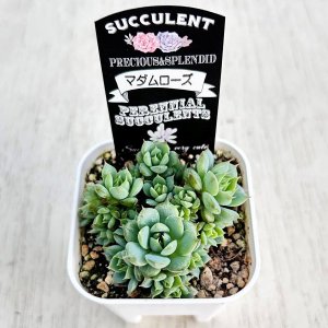 画像2: ●多肉植物 エケベリア マダムローズ 2.5寸苗