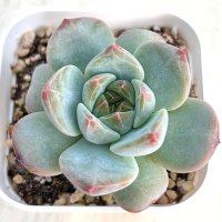 ●多肉植物 エケベリア モンロー×ベルベット 2.5寸苗