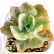 画像1: ◆多肉植物 エケベリア ドロシー 2.5寸苗 (1)