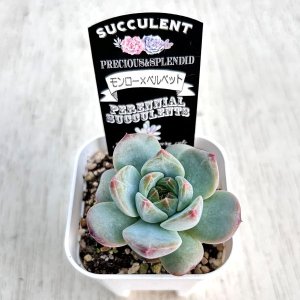 画像2: ●多肉植物 エケベリア モンロー×ベルベット 2.5寸苗 C5058