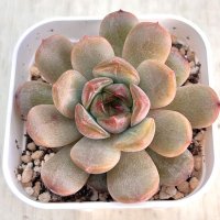 ●多肉植物 エケベリア レッドラバー 2.5寸苗