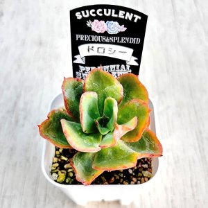 画像2: ◆多肉植物 エケベリア ドロシー 2.5寸苗