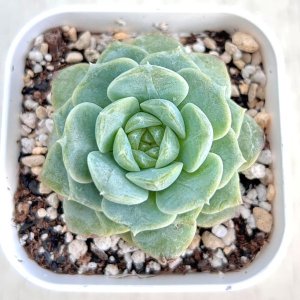 画像1: ●多肉植物 エケベリア クリームジェニー 2.5寸苗