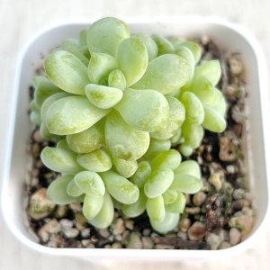 画像1: ●多肉植物 エケベリア サンシャインローズ 2.5寸苗