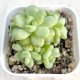 ●多肉植物 エケベリア サンシャインローズ 2.5寸苗 C5036