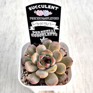 画像2: ●多肉植物 エケベリア レッドラバー 2.5寸苗 C5014