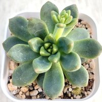 多肉植物 エケベリア シャネル 2.5寸苗