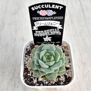 画像2: ●多肉植物 エケベリア クリームジェニー 2.5寸苗