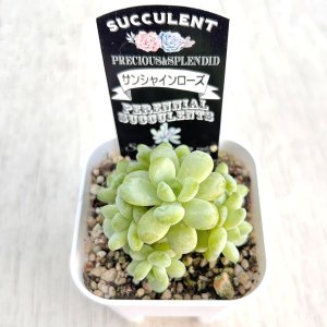 画像2: ●多肉植物 エケベリア サンシャインローズ 2.5寸苗