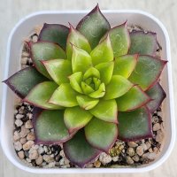 ●多肉植物 エケベリア リトルレッドハート 2.5寸苗