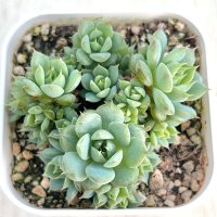 ●多肉植物 エケベリア マダムローズ 2.5寸苗