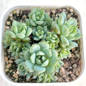 画像1: ●多肉植物 エケベリア マダムローズ 2.5寸苗