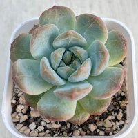 ●多肉植物 エケベリア レッドジャイアント 2.5寸苗