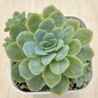 多肉植物 エケベリア ローズクイーン錦 2.5寸苗