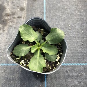 画像2: エリンジウム プラナム