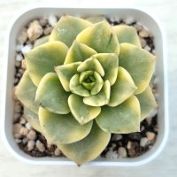 ●多肉植物 エケベリア ローリー錦 2.5寸苗 C3015