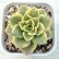 画像1: ●多肉植物 エケベリア ローリー錦 2.5寸苗 C3015 (1)