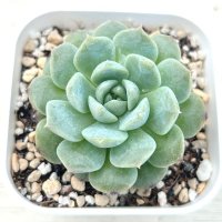 ●多肉植物 エケベリア クリーミーアイスソウル 2.5寸苗 C3014