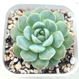画像1: ●多肉植物 エケベリア クリーミーアイスソウル 2.5寸苗 C3014