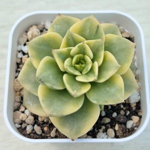 画像2: ●多肉植物 エケベリア ローリー錦 2.5寸苗 C3015