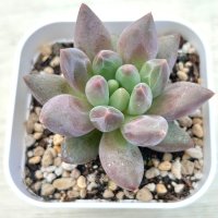 ●多肉植物 エケベリア レッドドラゴンフライ 2.5寸苗 C3007