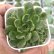 画像3: ●多肉植物 エケベリア プラダ錦 2.5寸苗 C4012 (3)