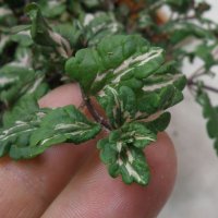 ベロニカ ミフィーブルート