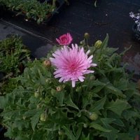 クレピス（桃色タンポポ）ピンク