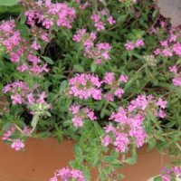 赤花クリーピングタイム